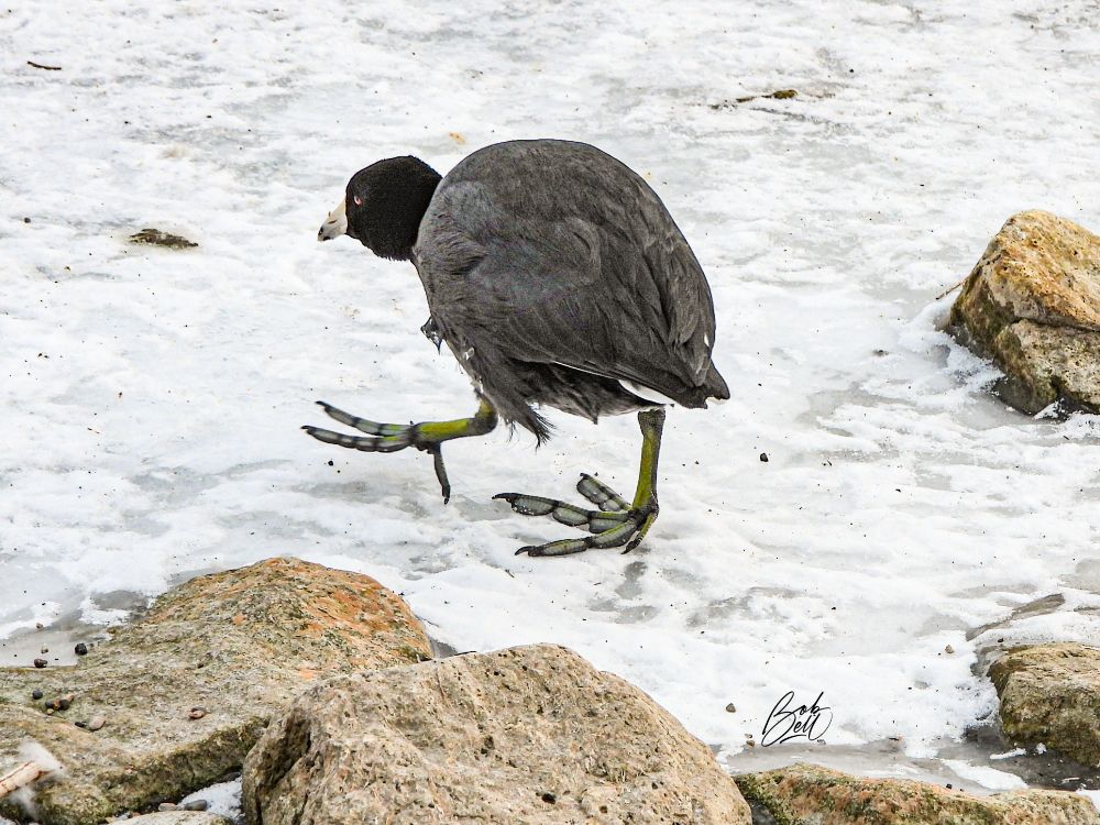 An American Coot walking away from me, high stepping on the frozen lake, with its head down and left foot up. Coots are gray, with a black head and red eye, and balloon like lobed yellowish-green feet. 