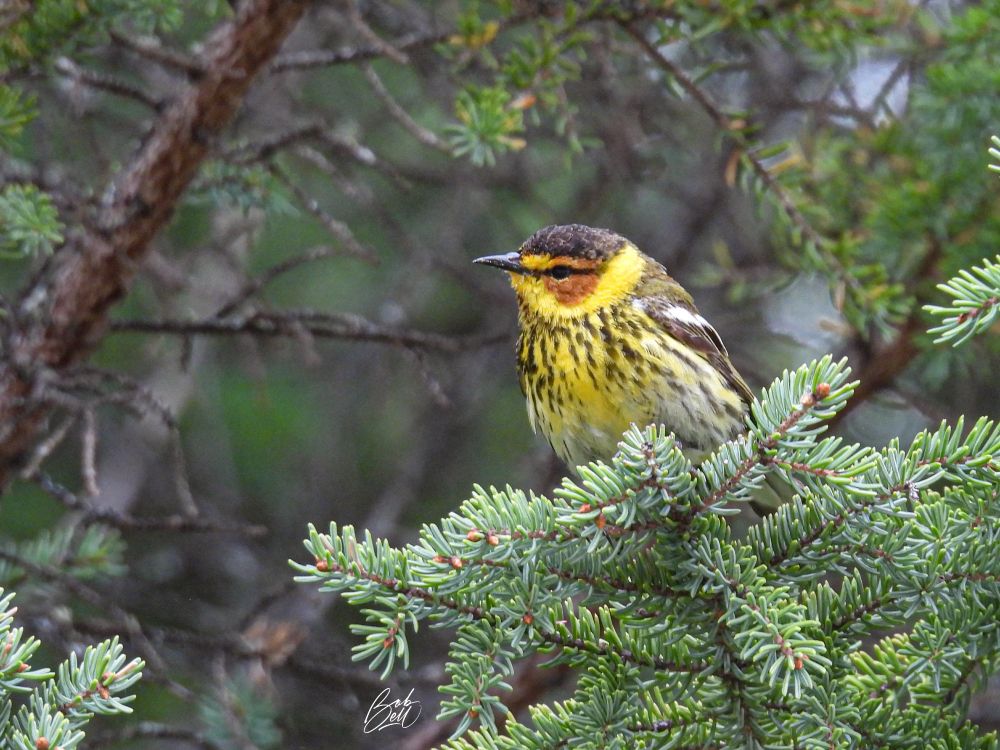 A Cape May warbler perched on a spruce bough, in profile view looking to the left.