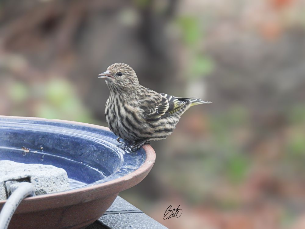A siskin is perched on the edge of my water bath, in profile view looking to the left, with the background blurred out. It is streaky brown and white, with hints of yellow on the wings.