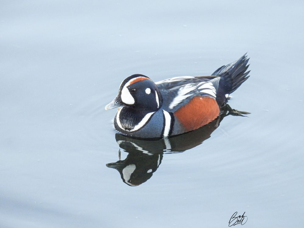 A Harlequin Duck floating on very calm, grayish-blue water, looking to the left, with a perfect reflection