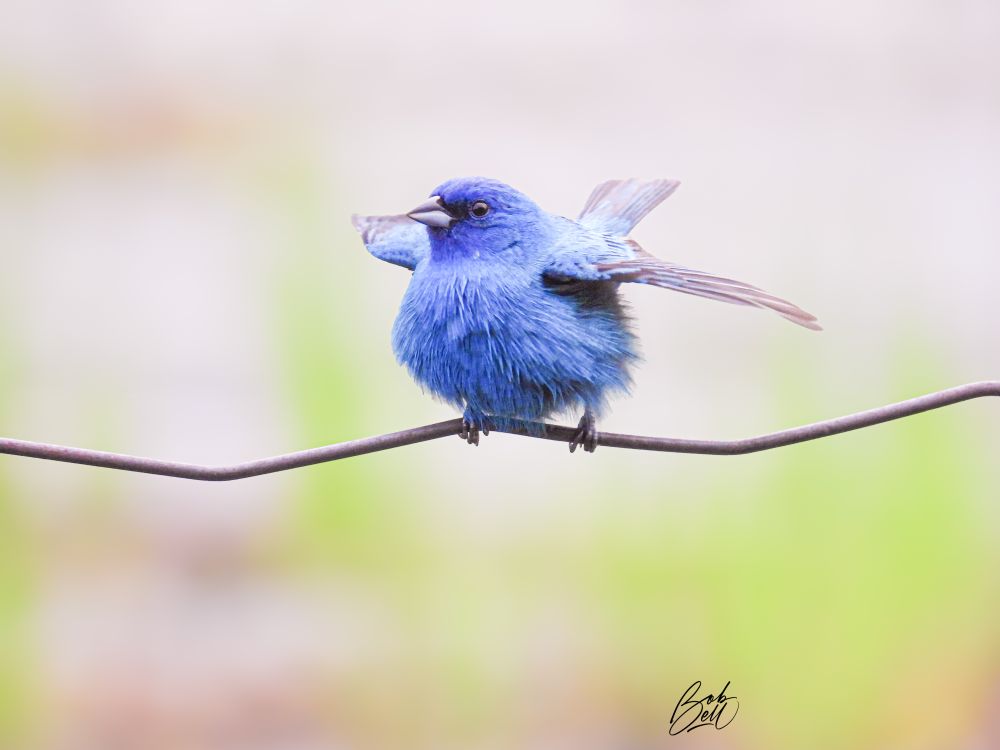 An Indigo Bunting is perched on a wire fence, with the backdrop blurred out pink and green. Its tail is slightly cocked and wings are spread. I just happened to catch it after a big gust of wind as it flew off to a more stable perch. 