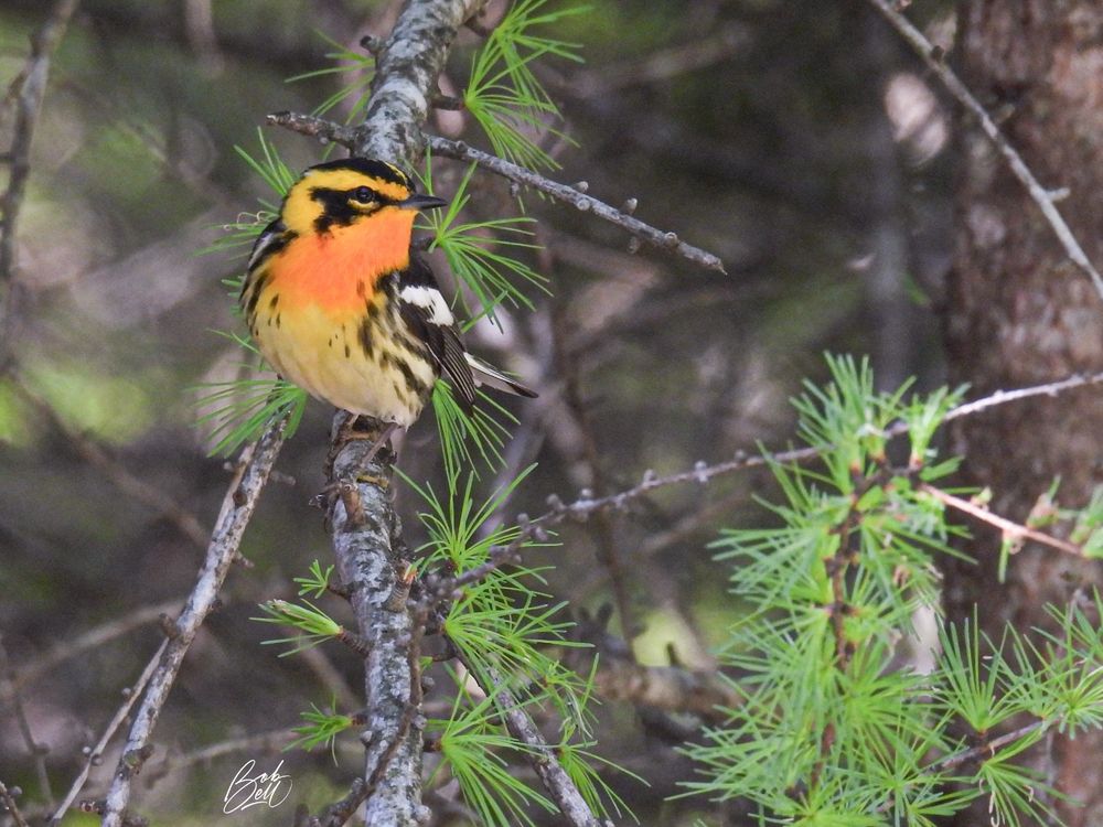 Blackburnian warbler showing off its flame throat, looking to the right