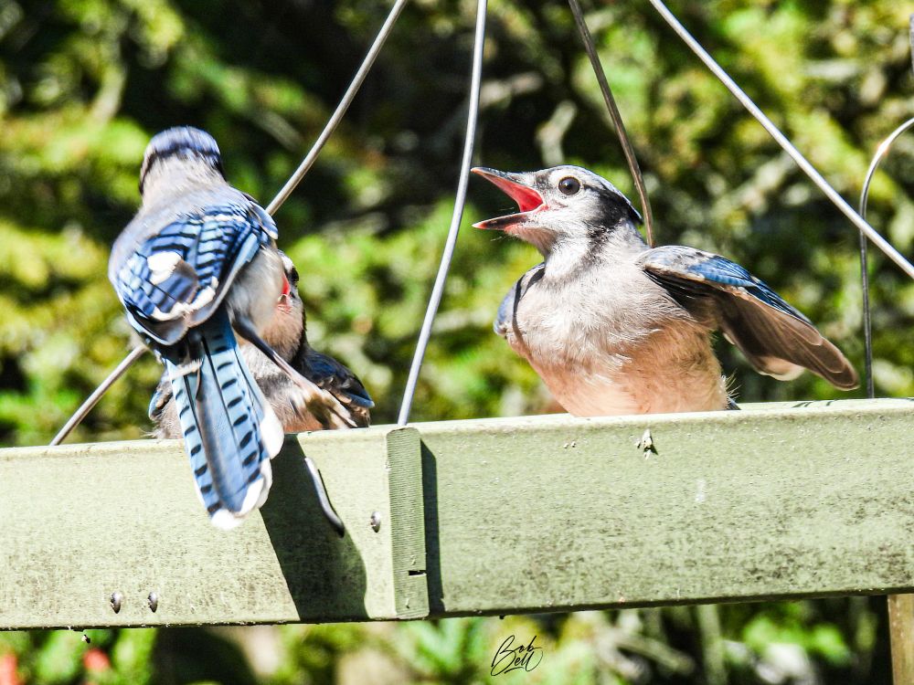 Wants more! Having been fed, it continues to beg and flap its wings. 