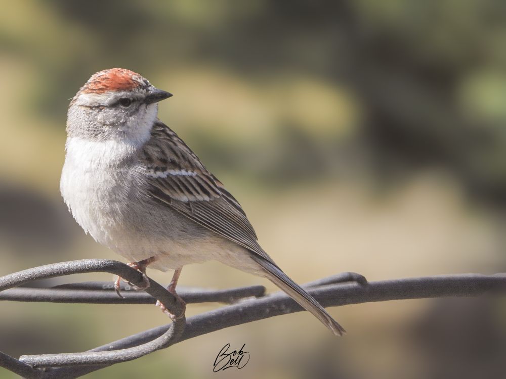 A chipping sparrow perched on the landing arm of my feeding station, looking over its shoulder to the right side of the image