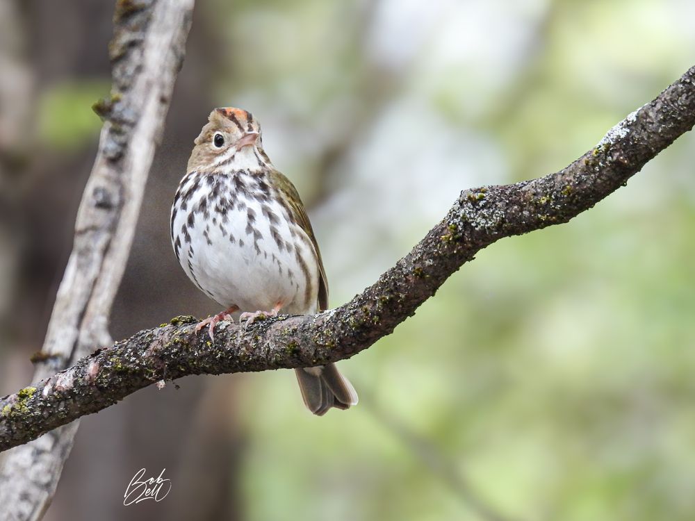 An ovenbird perched on a horizontal dead branch, oriented towards the camera and looking a bit to the right 