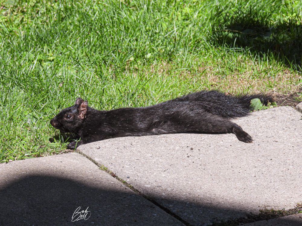A black variant eastern gray squirrel stretched out flat on its belly (