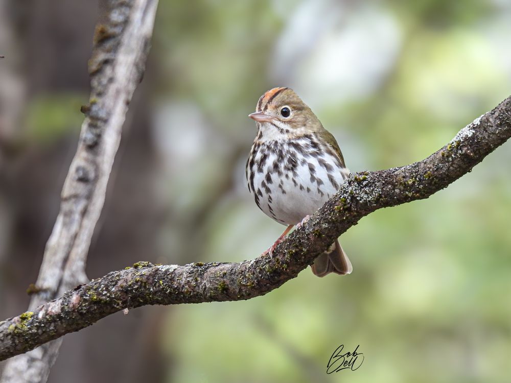 An ovenbird sitting upright on a bare branch, looking to the left, showing off his beautiful brown streaks on his breast, and orange racing stripe on his crown.
