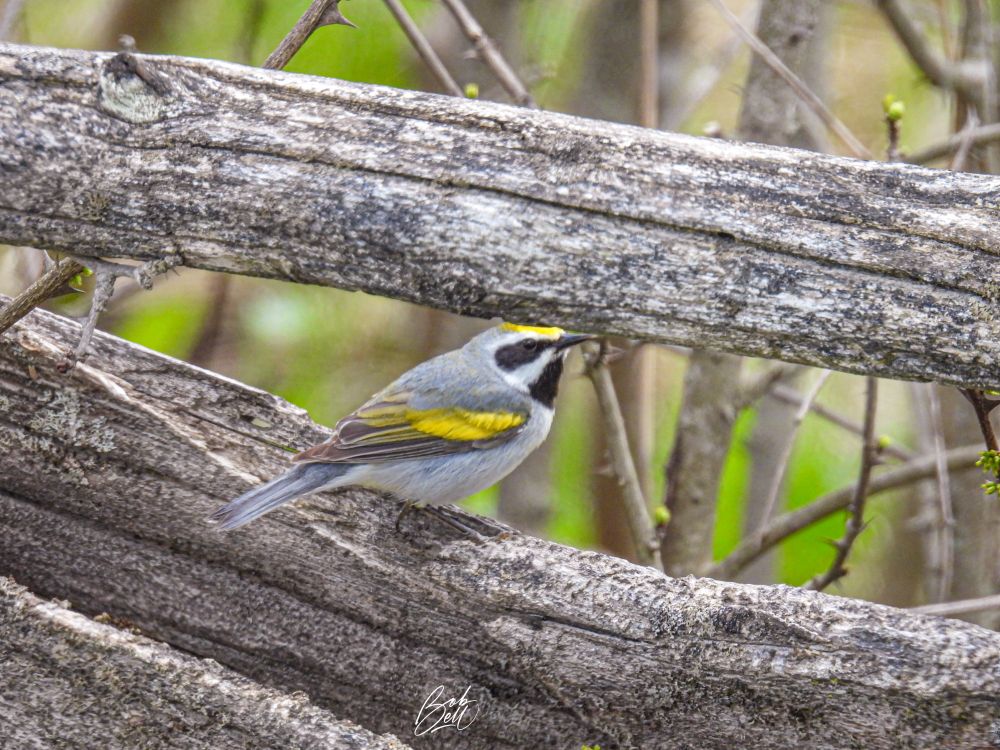 A golden-winged warbler sitting on a rail fence, in profile view looking to the right. 