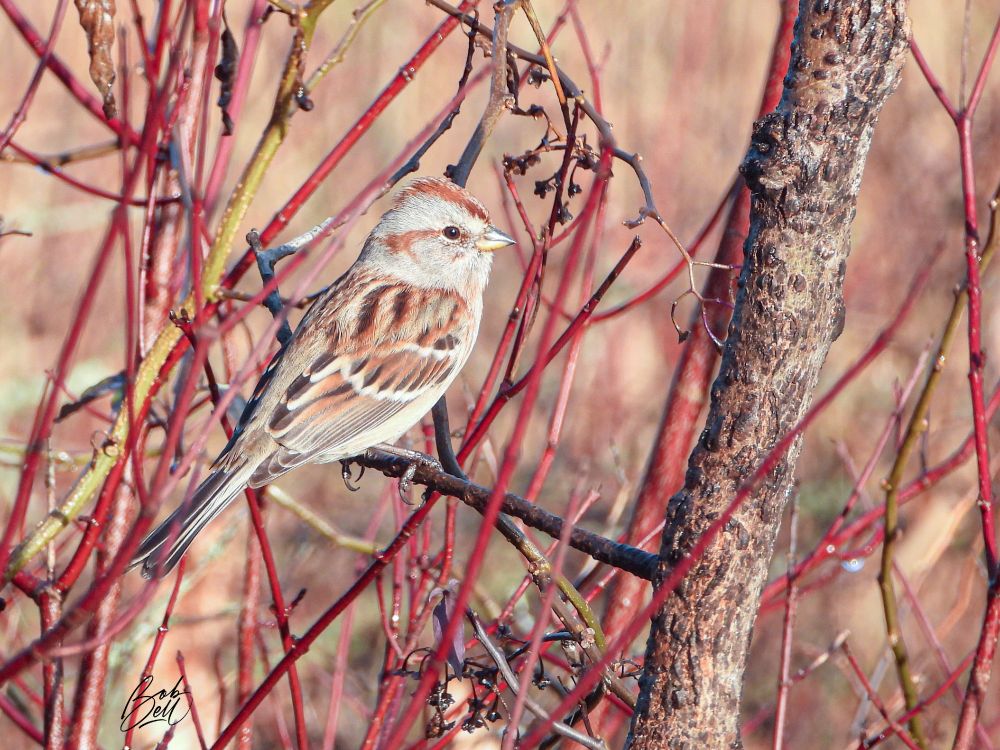 A sparrow sitting in some shrubs with red bark; the backdrop is a blurred out pinkish-brown as it is a marsh. It is sitting in profile looking off to the right. He has typical sparrow colours and patterns, rufous browns and grays, but in a way that is just soothing and calming to my eye 