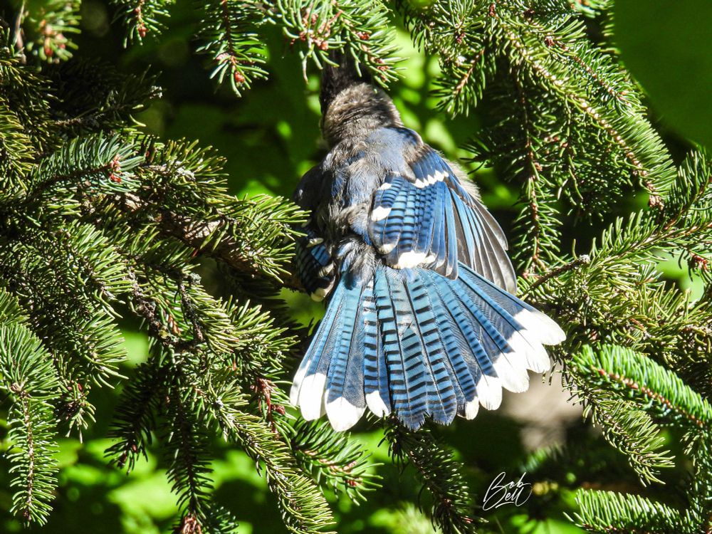 A blue jay perched in my spruce tree, with his back to me. His tail is fanned opened, showing the white tips of the outer feathers, and his right wing is partly open. He's surrounded by green boughs of the spruce. 