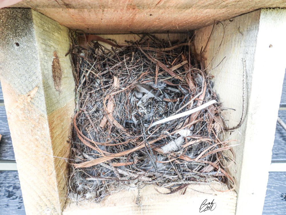 The northern house wren nest, still inside the housing box. Lots of fine, delicate bark, perhaps from a cedar tree, spruce needles, and a few feathers. 