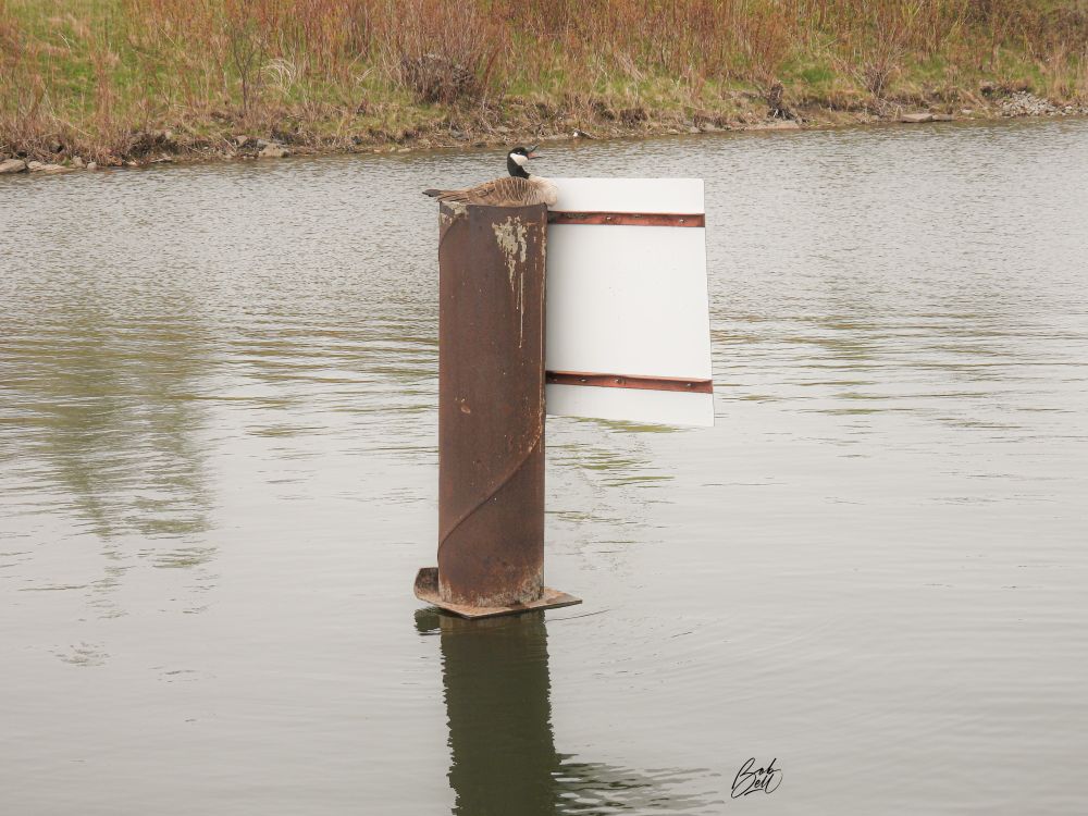A Canada Goose resting on top of thick, rusty pipe sticking vertically out of the water, with a sign attached to it.