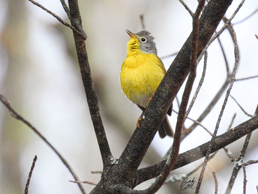 A Nashville warbler perched in profile view, his head tipped back, singing