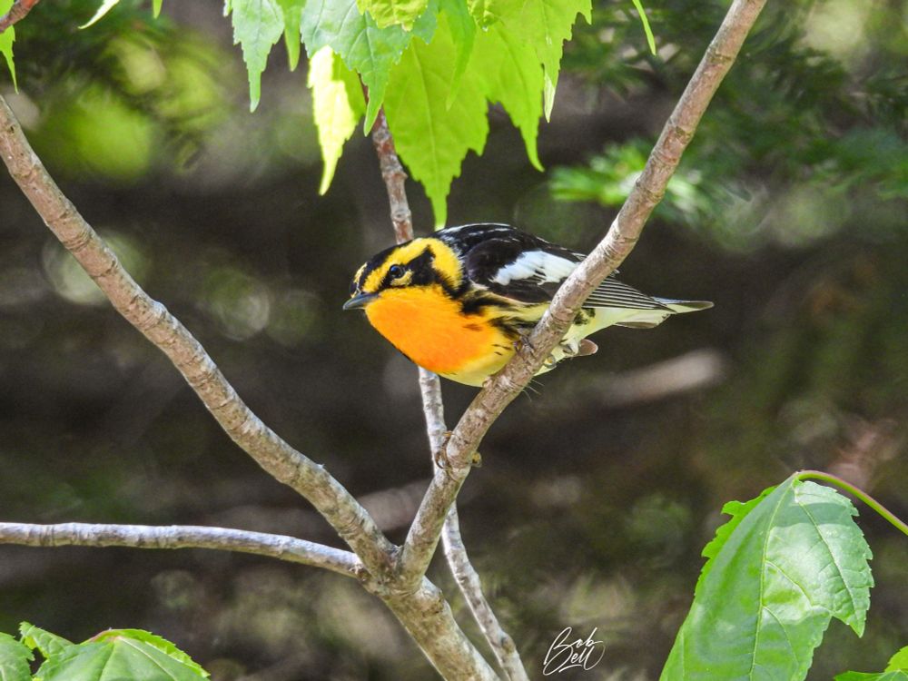 A blackburnian warbler looking to be in launch mode from a bare branch of a small tree. He's leaning forward to the left, showing off his flaming orange throat.