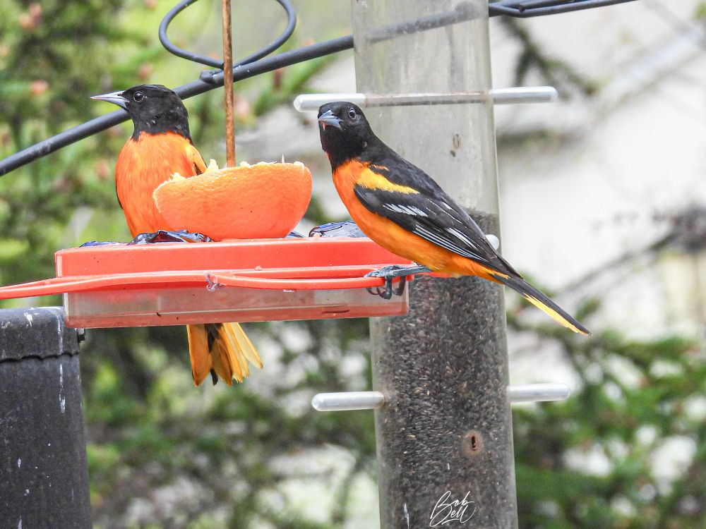 Two male orioles on the oriole feeder, both looking to the left