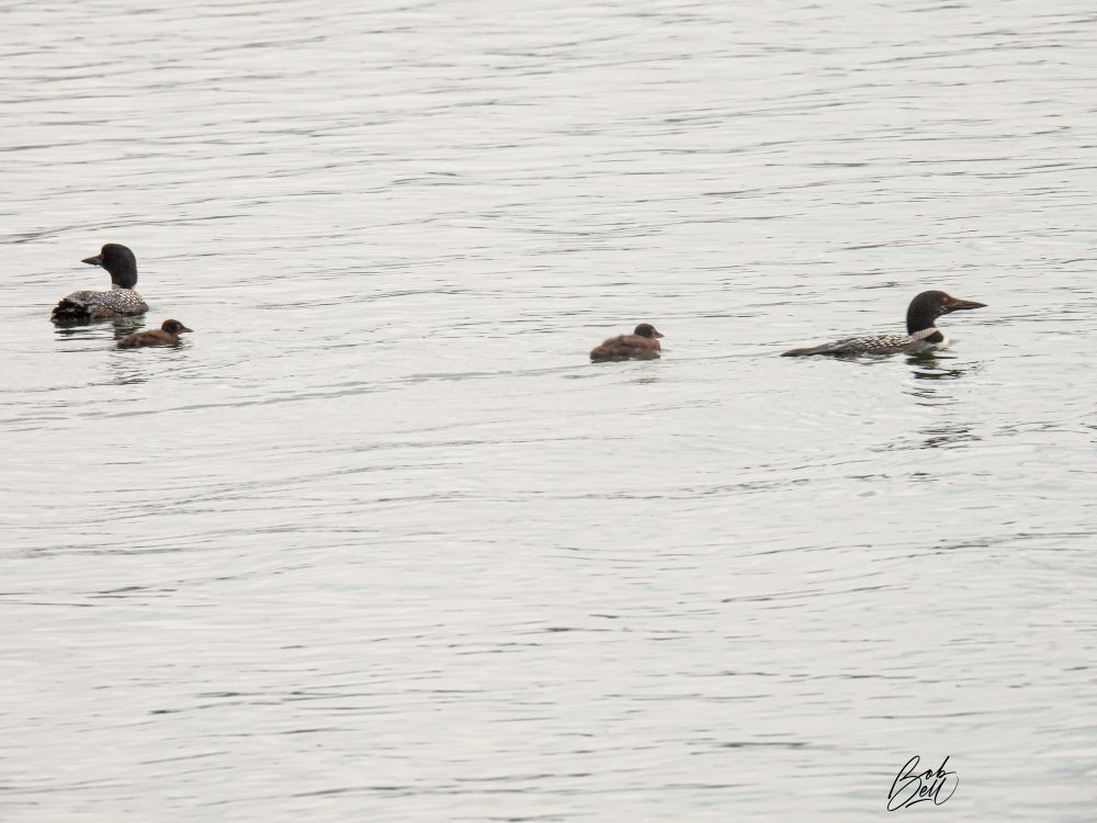 Loon family spread out on calm water, one adult on the left side of the image with a youngster next to it, and the other adult on the right side of the image with a youngster trailing behind it