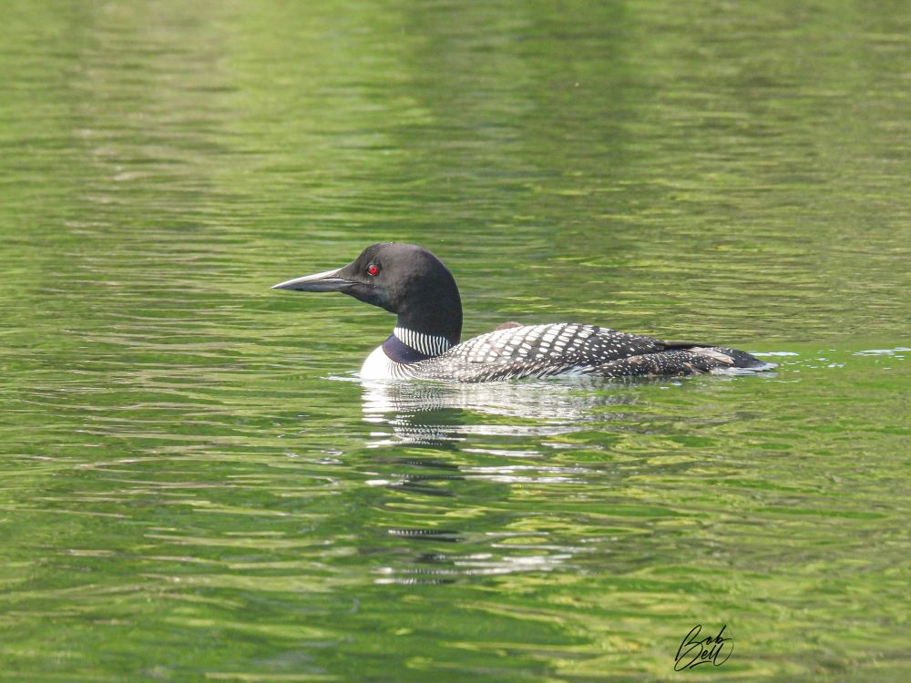 An adult loon in profile view, looking to the left. The water is calm and greenish, reflecting trees from the far shore. The brown top of the head of one baby is barely visible behind the adult's back.