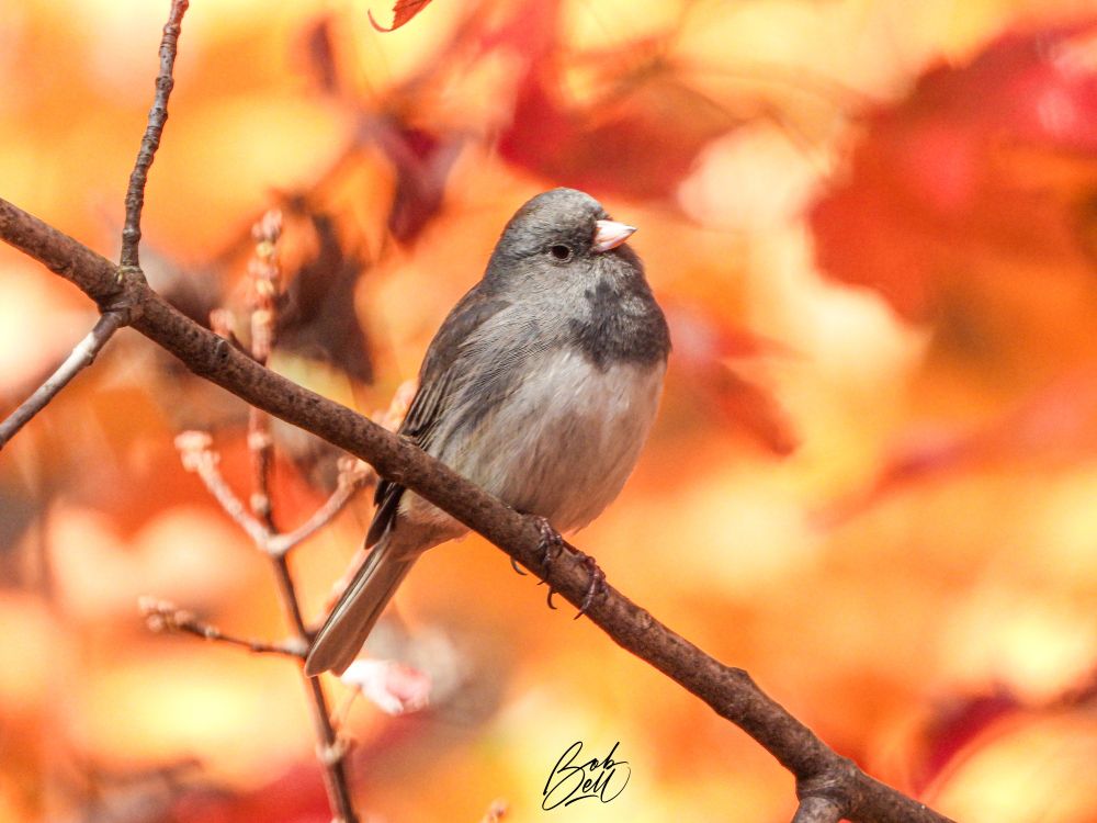 Dark-eyed Juncos migrate south from their boreal breeding grounds and will spend the winter here - they are the true harbingers of winter! I took this photo in my backyard last October, so my backyard maples are in full red and orange colour, providing a beautiful backdrop