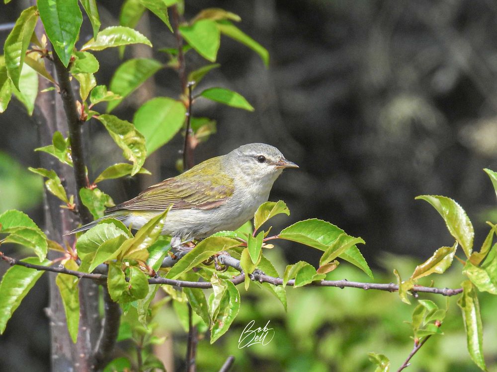 Tennessee warbler in profile view, looking to the right