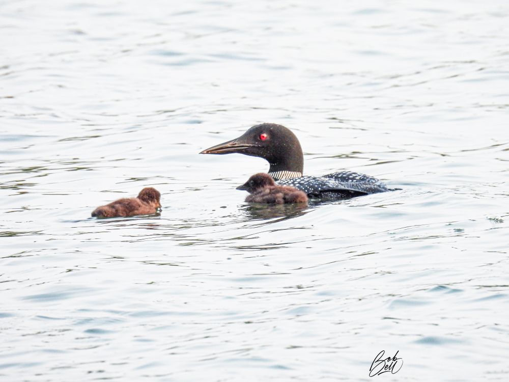 An adult loon looking to the left, with its two youngsters in front of it. The sun is shining, showing off the red eye of the adult