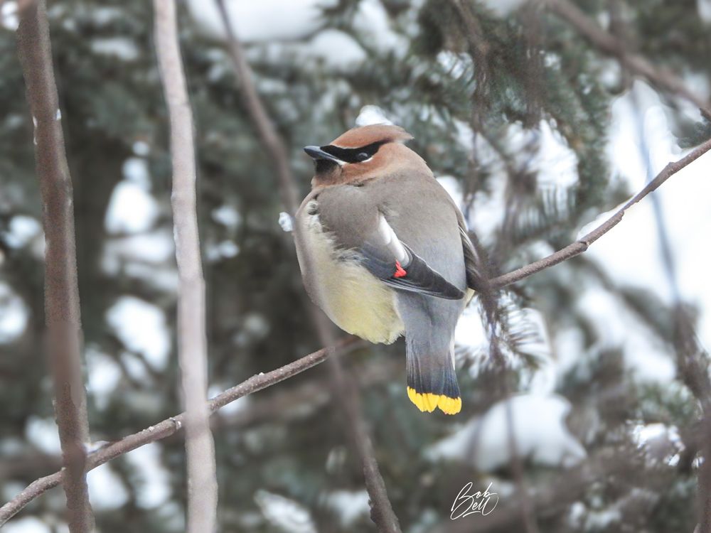 A cedar waxwing perched on a horizontal branch in my redbud, with a blurred out spruce tree behind it. His back is towards me, such that the yellow tip of his tail, and red "wax" on his wings is visible. His head is turned to the left, giving a profile view of his black mask. I have referred to the bird as a male, but actually don't know if it is male or female. 