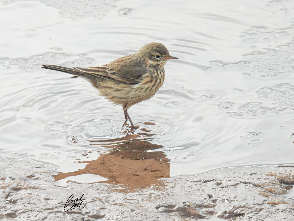 American Pipits are beautiful birds in a subtle, understated fashion, with beautiful soft browns and taffy colours. This one is standing in a water puddle, in profile view looking to the right. 