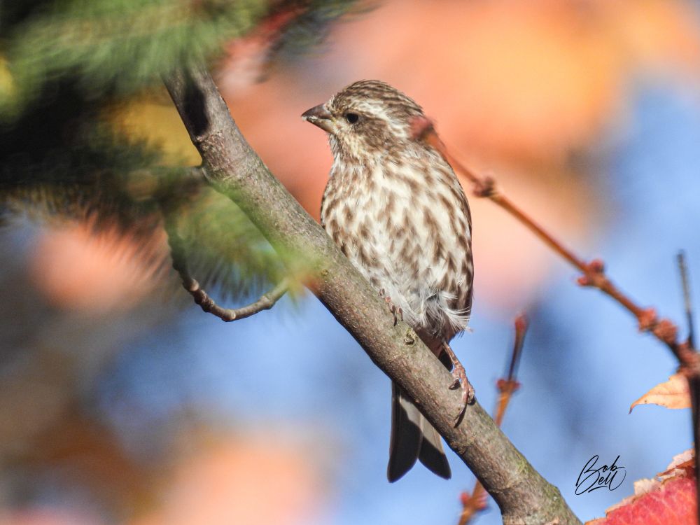 A female purple finch perched in a backyard maple, looking to the left. Behind here there a blurred out orange leaves