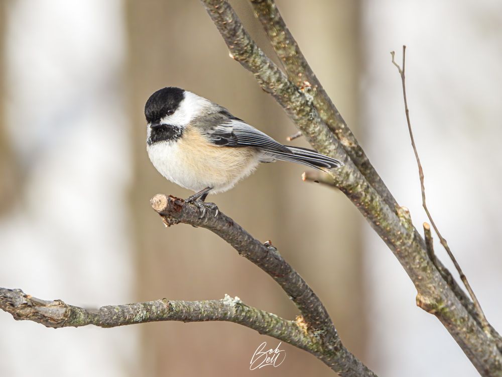 A chickadee striking a perfect pose on a small branch, looking to the left with a brown to gray blurred out backdrop