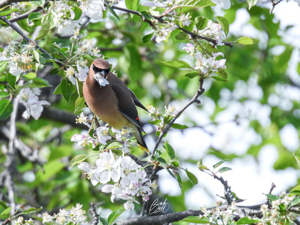 A cedar waxwing perched in an apple tree that is heavily laden with blossoms. It is facing me, with a petal in its mouth