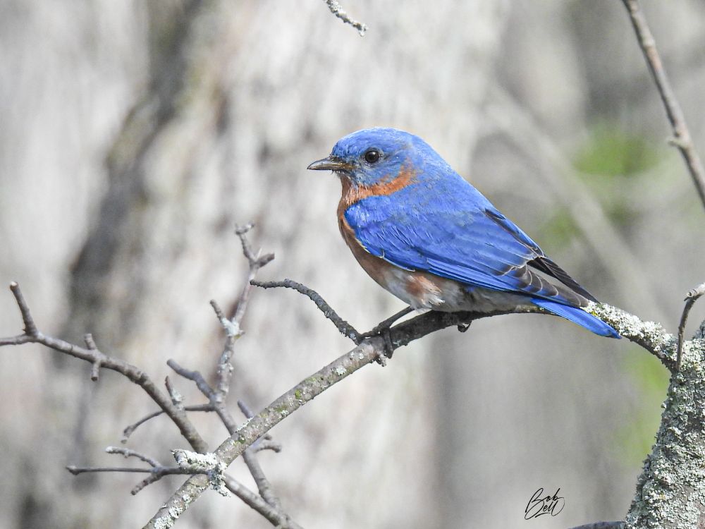 A male eastern bluebird in profile view, looking to the left, on a bare branch. The backdrop is blurred out of focus, a soft gray that barely shows the trunk of a tree. He's a gorgeous colour of blue, except for a hint of cinnamon at his throat and on his belly. 