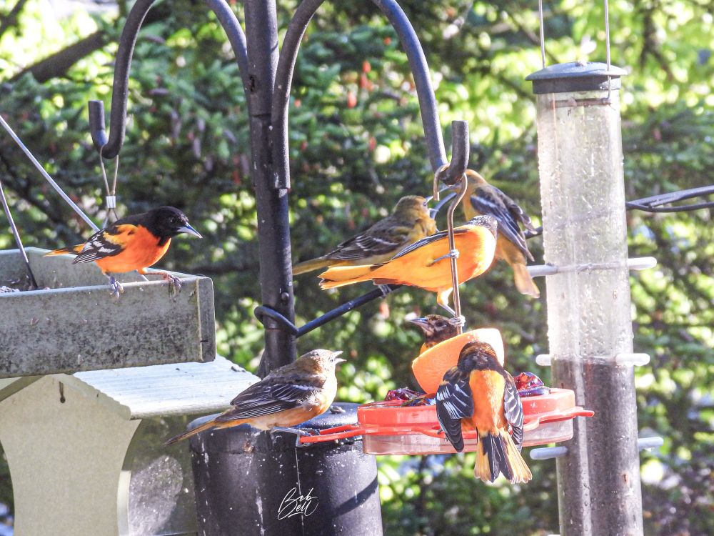 At least half a dozen orioles at my feeders in May! 