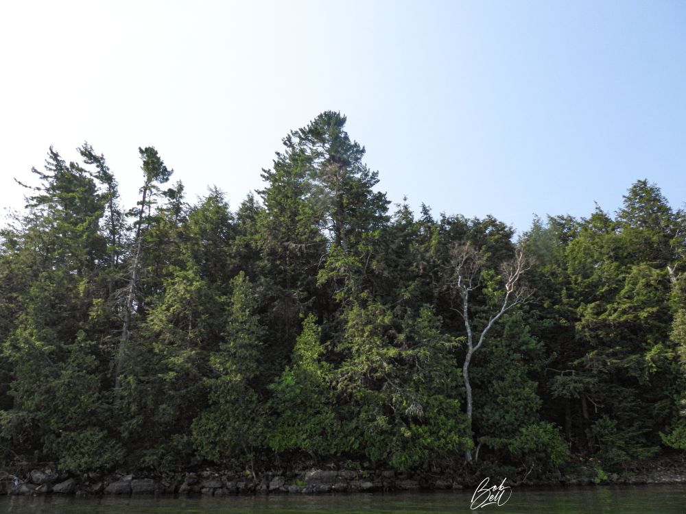 Shoreline at our camp, taken from a boat not too far off shore. In the centre of the photo is a tall white pine tree, with the nest near to the top of it. 