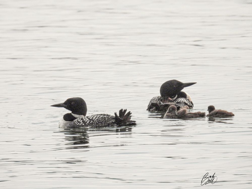 Common loon family bunched up on the water - two adults and two youngsters all close together. 