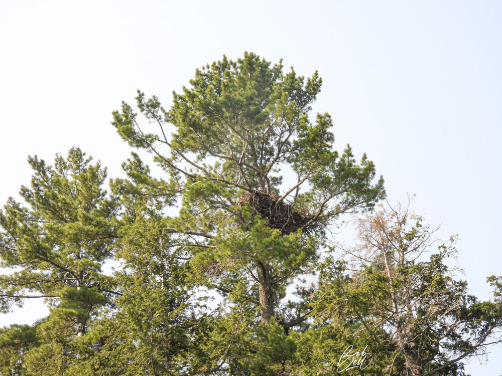 Shoreline at our camp, taken from a boat not too far off shore. This is a close up photo of the white pine tree with the nest near to the top of it. 