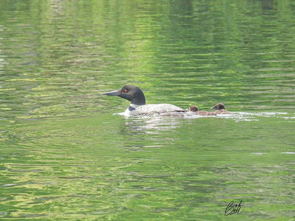 A loon swimming towards the left side of the image, trailed by two soft brown coloured youngsters. The water is green as it is reflecting trees from the far shoreline.