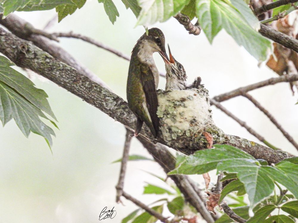 Momma hummingbird is perched on the branch just to the left of the nest, facing right and feeding her baby, who is now about the same size as her. Her beak is completely down the baby's gullet! 