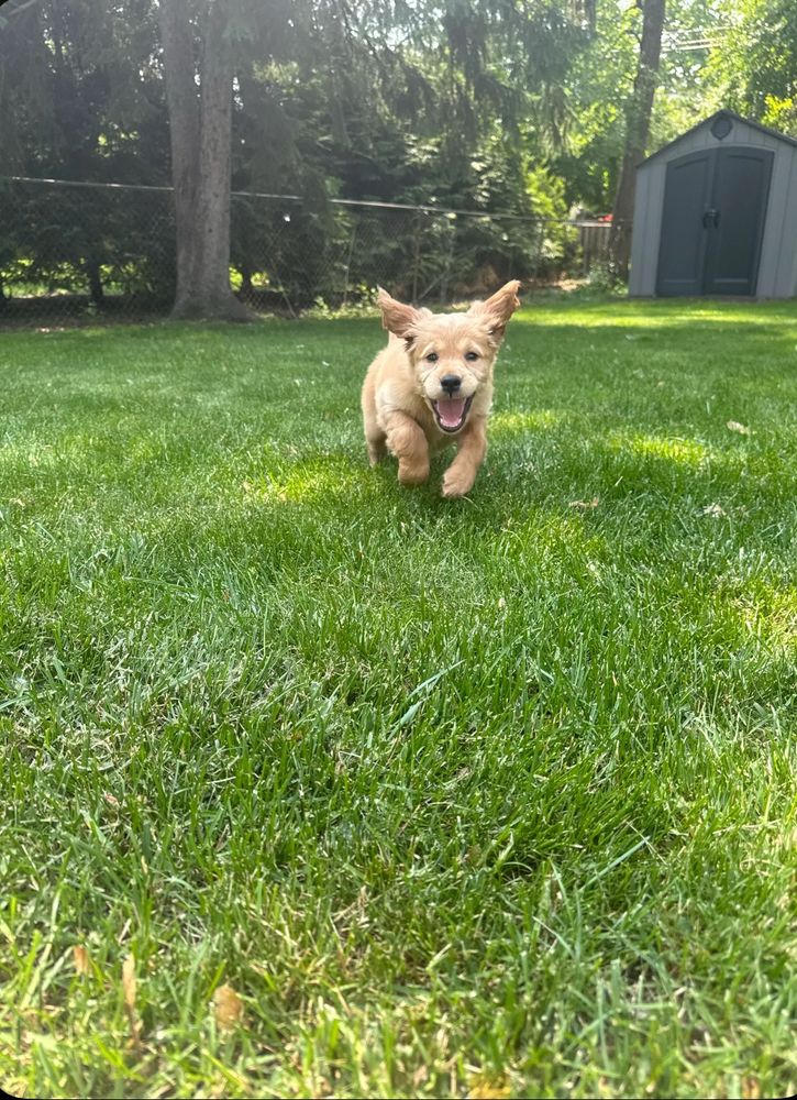 Young golden Irish setter puppy runs in green grass toward camera with ears flapping and open smile on face