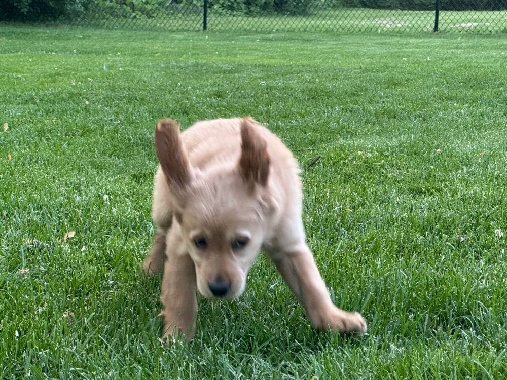 Young golden puppy in yard with ears flopping straight up into air.