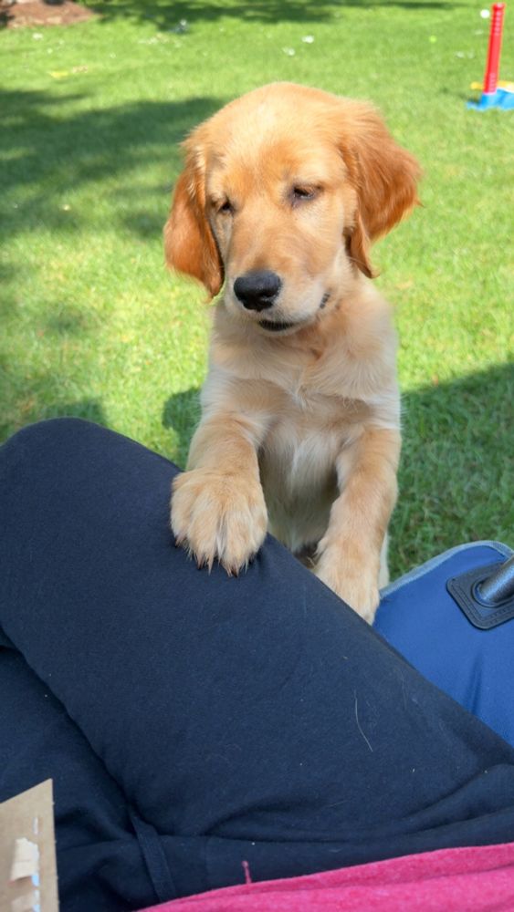 Golden retriever puppy stands on hind legs with one paw on person’s lap 