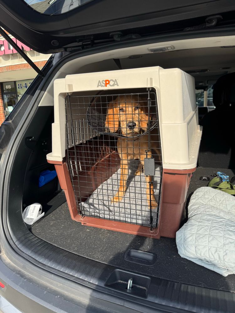 Unhappy golden retriever puppy in black cone inside dog crate in trunk of vehicle