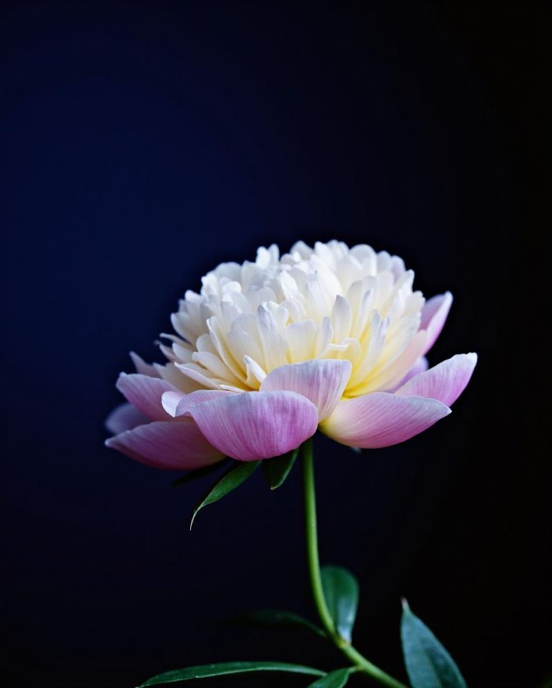 A blooming peony with soft pink and creamy white petals illuminated against a dark blue background, showcasing its natural beauty and delicate layers.