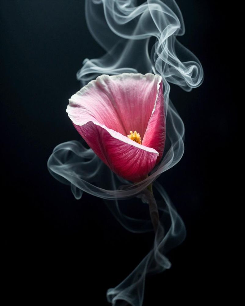 A vibrant pink flower with delicate petals sits against a dark background. Wisps of swirling smoke wrap around the flower, creating a dreamlike and ethereal composition that blends nature and atmosphere.