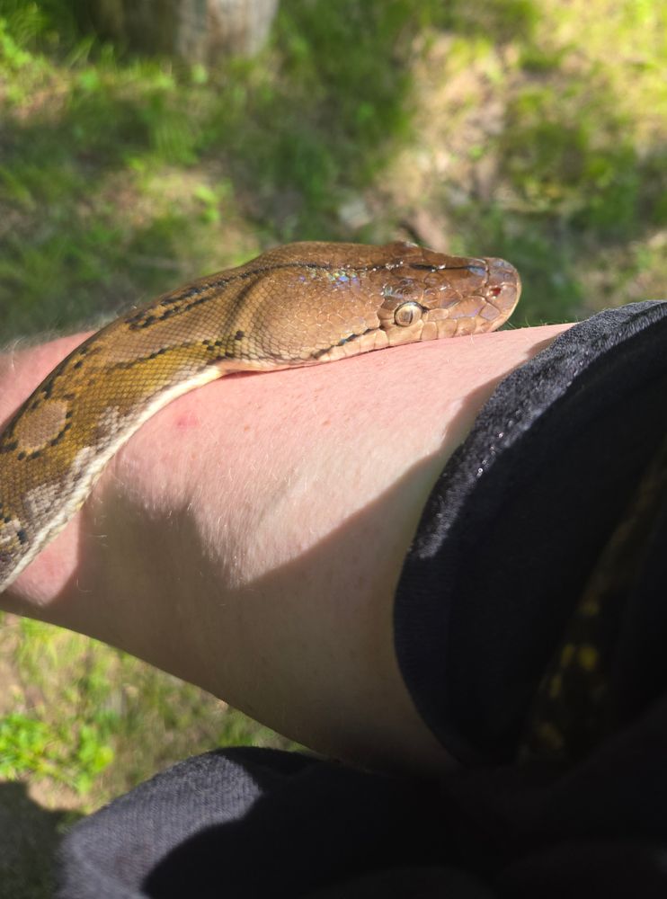 Dwarf reticulated python resting her head on my arm