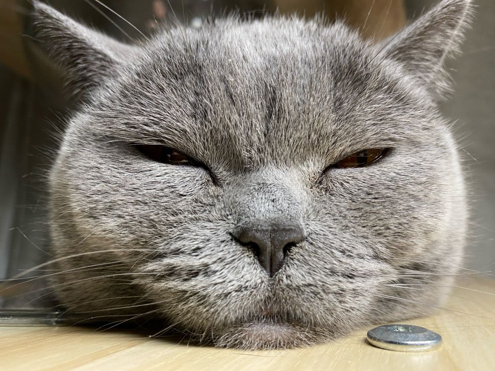 うちのブリティッシュショートヘアのアップ♡