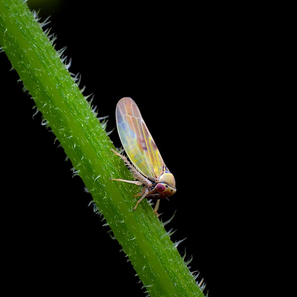 A macro photograph captures a tiny, iridescent leafhopper perched on a vivid green, spiny plant stem. The insect’s elongated body is adorned with shimmering, translucent wings that display a kaleidoscope of soft colors — pastels of yellow, pink, green, and hints of blue — resembling stained glass or a delicate oil slick. Its large, compound eyes are a deep reddish-purple, contrasting with the pale yellow of its head. The leafhopper’s spindly legs grip the bristled surface of the stem, which is densely covered in fine white hairs and thorns. The background is a deep, velvety black, isolating the subject and highlighting the striking interplay of color and texture. The image feels both alien and elegant, emphasizing the surreal beauty of even the smallest creatures when viewed up close.