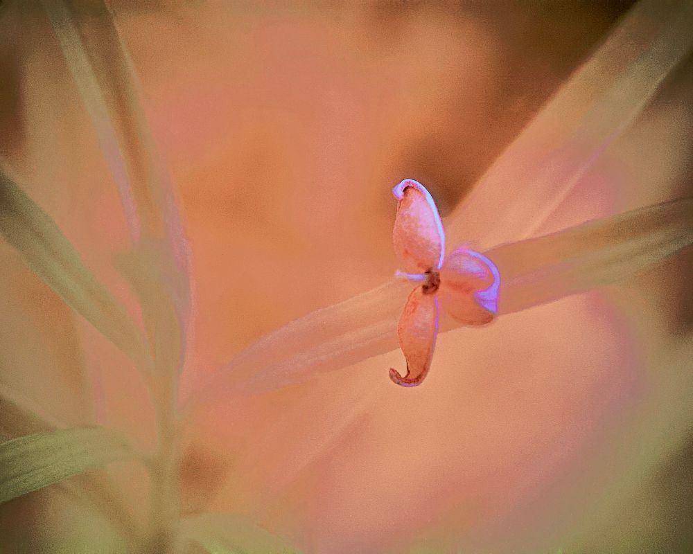 A full-spectrum infrared macro photograph captures a surreal close-up of a small, delicate flower structure that appears to float within a dreamlike landscape. At the center, a trio of translucent, petal-like forms curves inward in a spiraled symmetry, tinged with a soft coral-pink hue that glows with lavender-violet edges — an ethereal effect produced by the infrared spectrum. These petals, though dry and curled at the tips, remain attached to a narrow, crosswise stem that slices horizontally through the composition like a translucent beam. The background melts into a wash of warm pastel tones — peach, rose, and muted gold — evoking the look of brushed watercolor on parchment. On the left side of the frame, faint green leaves fade into the softness, their forms abstracted by the shallow depth of field and spectral distortion. The entire image radiates a meditative stillness and otherworldly warmth, where familiar botanical elements are rendered alien, painterly, and enchanted under the lens of altered light.