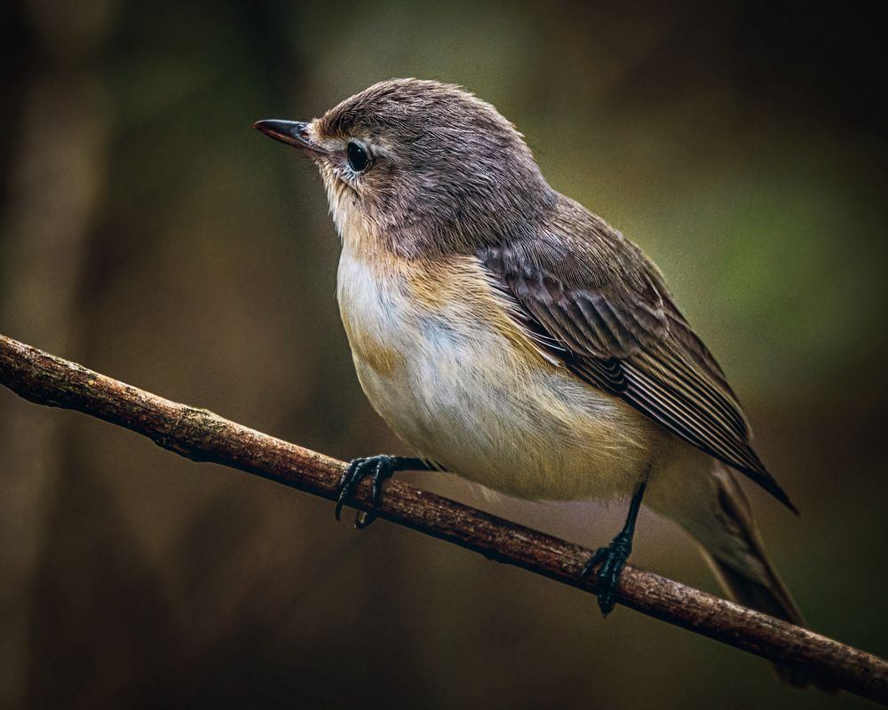 A small bird perches on a slender brown branch set against a softly blurred forest background. The bird has a rounded head covered in smooth gray brown feathers and a short pointed beak that is dark and glossy. Its eye is large, dark, and bright, catching a faint reflection of light that gives it a lively alert look. The feathers on its back and wings deepen to a richer brown with fine, orderly lines following the structure of the folded wings. Its chest and belly are pale with a soft blend of cream and light yellow tones that appear almost luminous against the darker surroundings. The bird’s legs are thin and black, gripping the branch with delicate clawed feet. The lighting is gentle and directional, emphasizing texture in the feathers while leaving the background in a deep muted blur, which isolates the bird in sharp detail and creates a calm intimate portrait of a quiet moment in the woods.