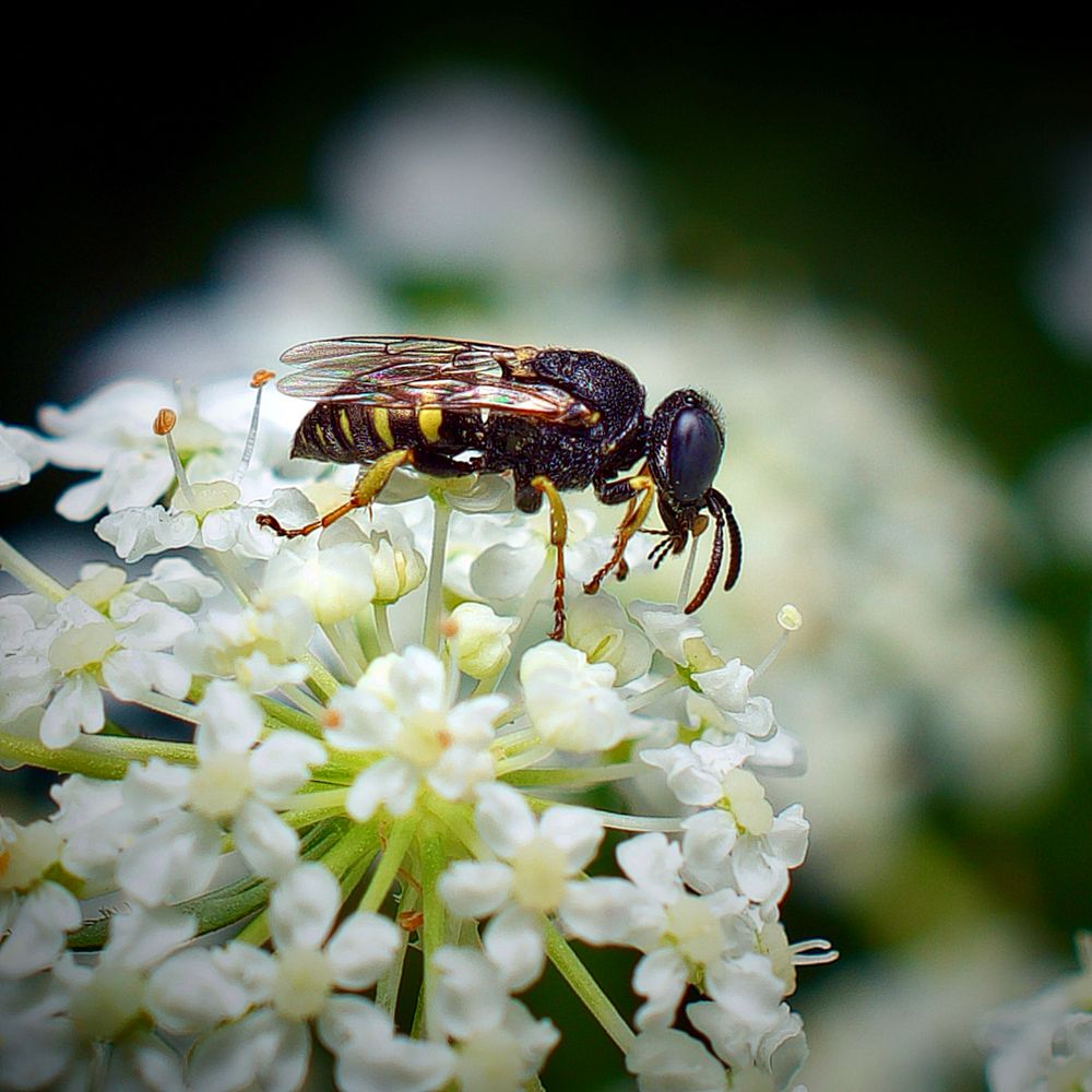 A macro photograph captures a striking image of Anacrabro ocellatus, a species of solitary wasp, perched delicately atop a cluster of small, star-shaped white flowers, likely belonging to the Apiaceae family. The wasp’s body is compact and muscular, jet black with bright yellow markings along its abdomen that resemble tiger stripes. Its thorax is robust and glossy, with a fine texture of minute hairs catching the ambient light. The legs are long and jointed, colored with alternating bands of deep black and rusty orange, and appear poised with precision as the wasp grips the delicate floral surface. Its head is rounded and dominated by two large, black, compound eyes that gleam with a hard, reflective sheen. Antennae arch forward from the head, curved like question marks, while its sharp mandibles remain slightly parted, giving the insect a look of focused intent. Its wings lie flat along its back — translucent with a coppery iridescence, revealing a network of intricate veins that shimmer in the light. The wasp is angled laterally, allowing for a clear view of its full profile, its form sharply in focus against a dreamy, out-of-focus background of creamy whites and deep greens. The surrounding blossoms are delicate and pristine, their petals thin and paper-like, radiating symmetrically from a central point like spokes of a wheel. The white flowers contrast starkly with the dark, glossy exoskeleton of the wasp, emphasizing its presence as both an alien figure and integral part of the ecosystem. The overall effect is surreal and luminous — an intimate portrait of silent power in a garden’s heart, a moment frozen between beauty and vigilance, motion and stillness, in a universe of fleeting blooms and tireless purpose.