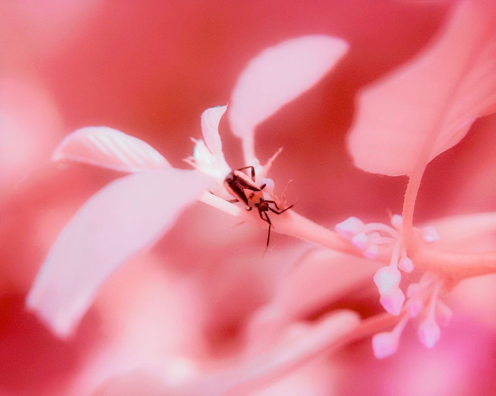 A close-up full-spectrum infrared photograph captures an insect — likely a true bug (Hemiptera) — clinging to a delicate, pale plant stem. The insect’s body appears dark and sharply defined, with thin legs and antennae splayed against the surreal backdrop. Surrounding it are soft, translucent petals and buds rendered in an otherworldly palette of luminous pinks and whites, glowing with ethereal intensity. The background dissolves into abstract swirls of blush and rose, lacking any hard edges, evoking a dreamlike or psychedelic atmosphere. The petals seem to glow from within, creating a stark contrast to the insect’s crisp, almost silhouetted form. The entire composition feels suspended in a surreal dimension where natural elements are reimagined in hues that defy the visible spectrum, immersing the viewer in a strange yet serene alternate reality.