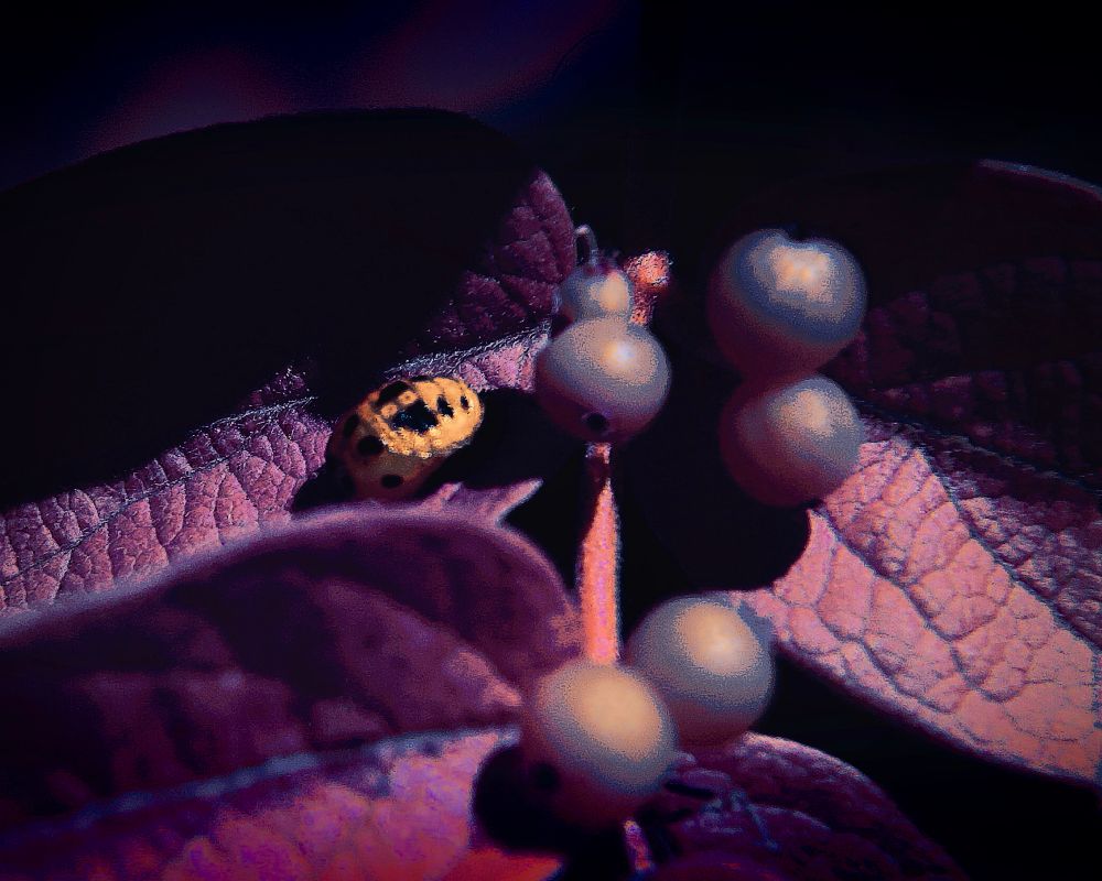 This full-spectrum infrared photograph captures a surreal, dreamlike close-up of a small yellow-and-black spotted ladybug resting on the richly veined surface of a dark magenta leaf. The textures of the leaf are rendered in crisp detail, with its veins appearing almost like a topographical map under the heightened contrast of the infrared spectrum. Nearby, a cluster of round, waxy berries — rendered in pale pastel tones of cream and bluish-white — seems to glow faintly with an inner luminescence. The leaves surrounding the scene exhibit tones of deep purple and violet, with a subtly metallic sheen. The lighting is dramatic, casting sharp shadows and creating an almost theatrical spotlight effect on the beetle and berries. The overall palette and contrast produce an eerie and otherworldly mood, as if the viewer has stumbled upon an alien ecosystem in a parallel dimension. The beetle’s vibrant yellow stands out strikingly against the dark, saturated backdrop, offering a focal point of life and motion amidst the haunting stillness.